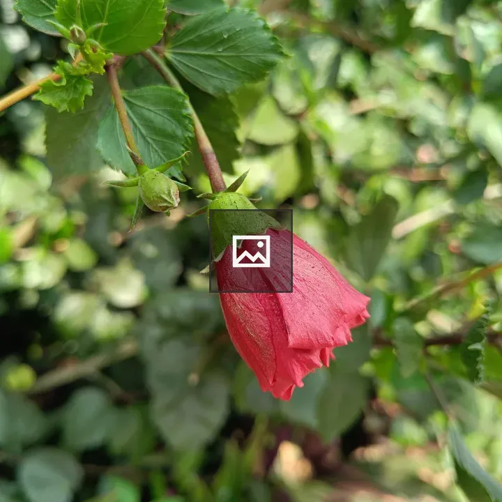 A budding red hibiscus