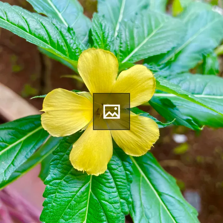 Turnera ulmifolia flower