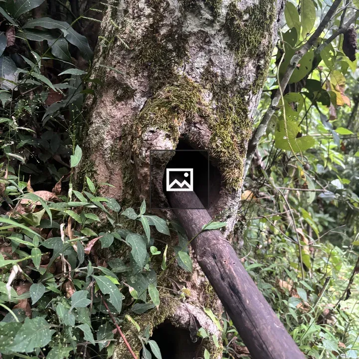 Tree with two holes