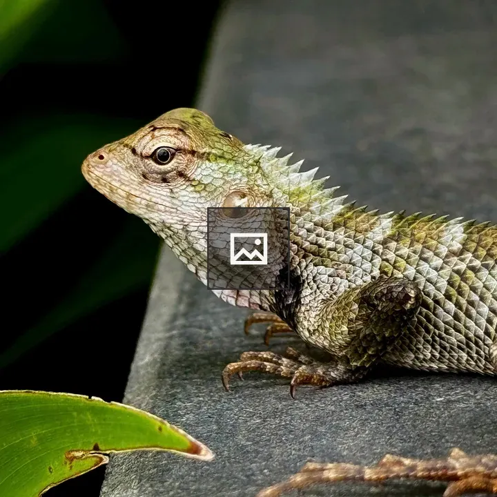 Oriental garden lizard