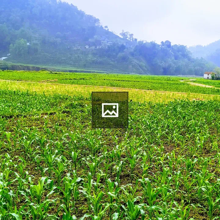 Maize Fields and Mountains