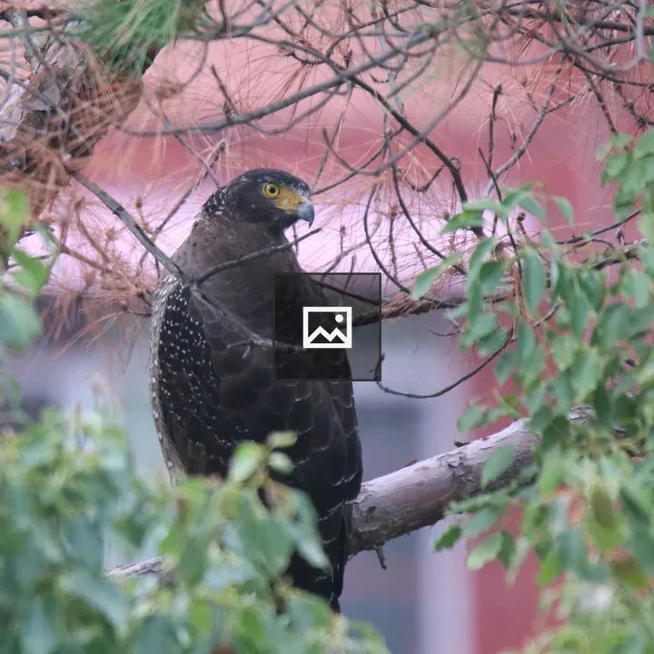 Crested Serpent Eagle on Cedar