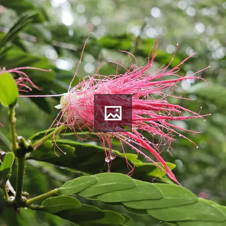 Powder puff flower