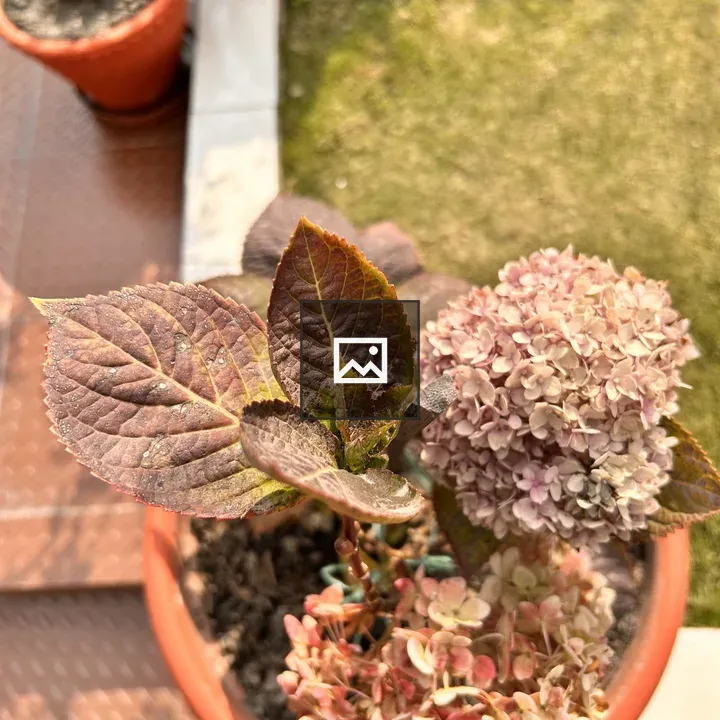Terracotta Pot Hydrangea