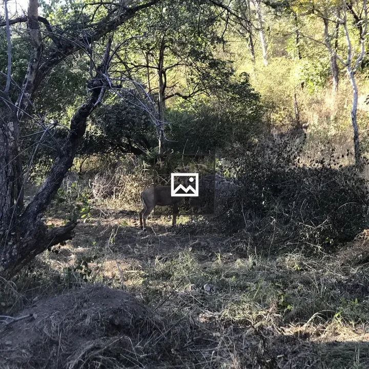 Chausingha in forest shade