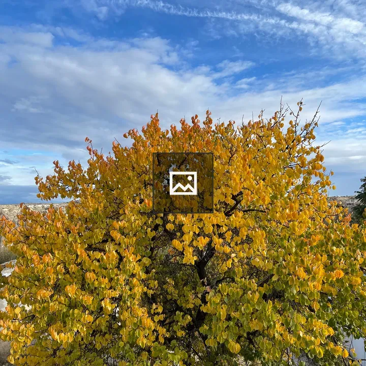 Autumn Tree in Cappadocia