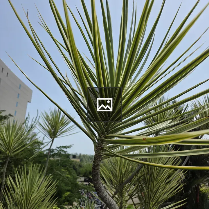 Tall spiky green plant portrait