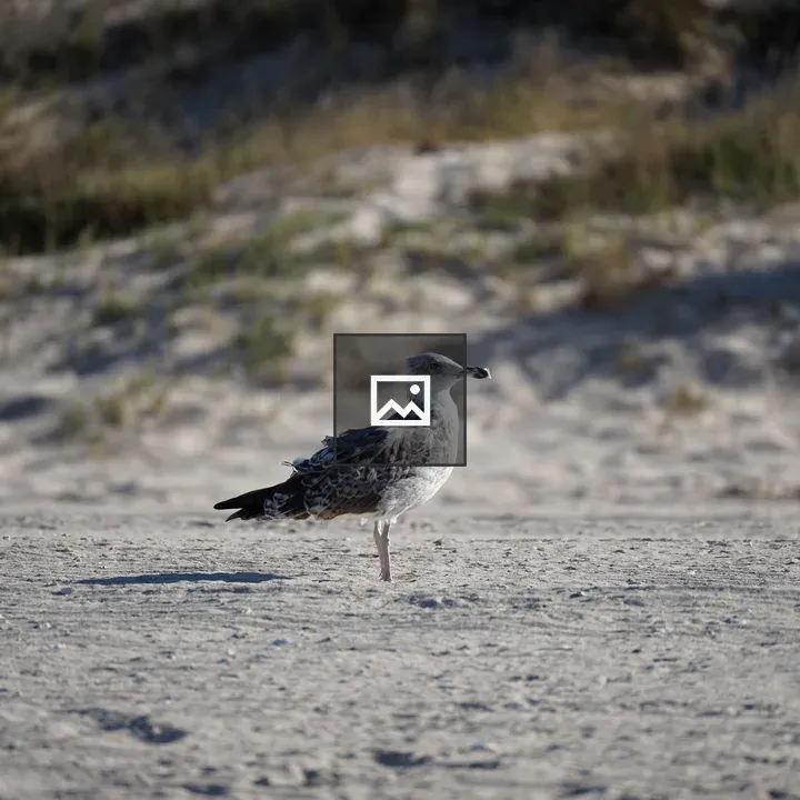 Seagull on Sandy Beach