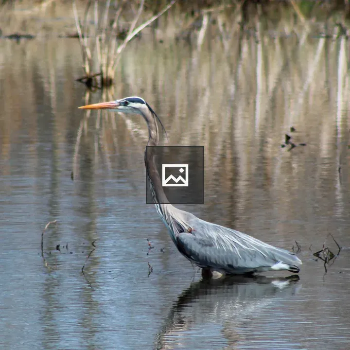 Great Blue Heron at Montezuma Wildlife Refuge