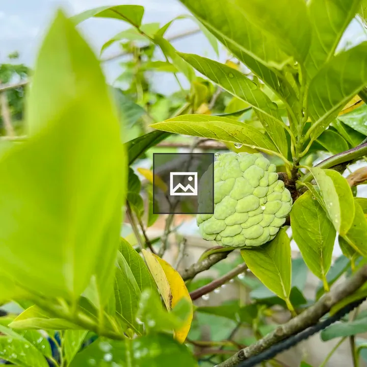 Unripe custard apple on branch