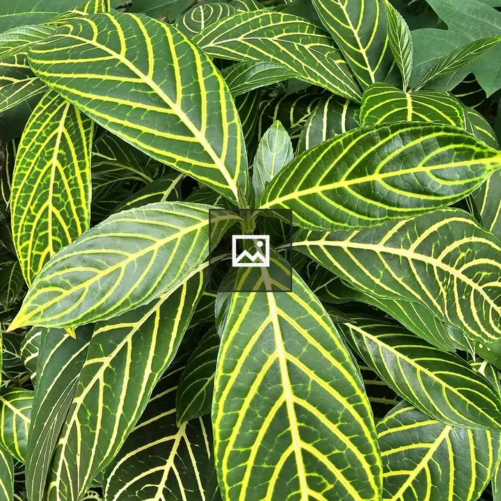 Lush Sanchezia Plant with Yellow Veins