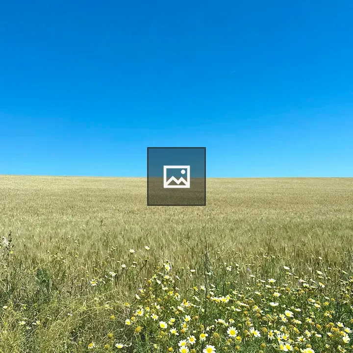 Field of flowers with blue sky
