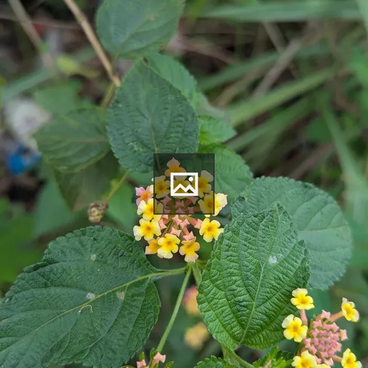 Wild lantana flower close-up