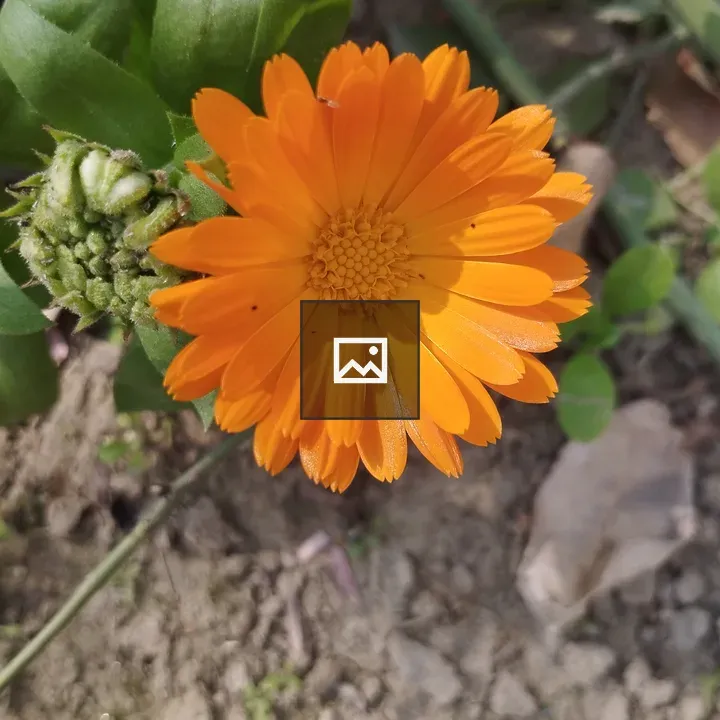 Orange flower in sunshine