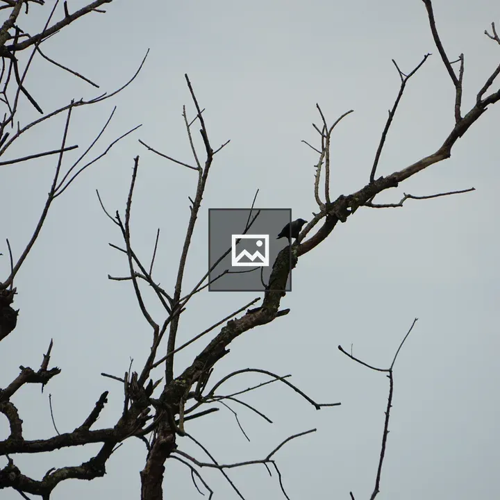 Crow on bare branch