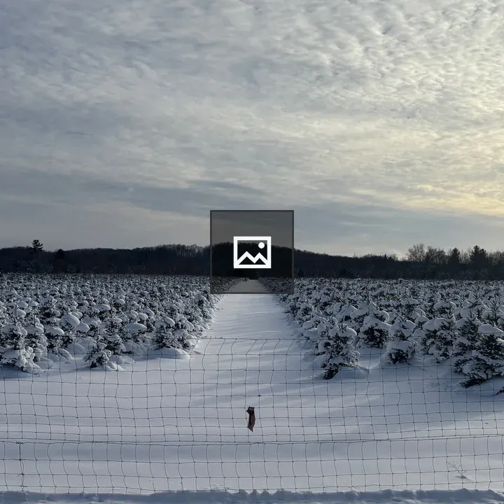 Snowy field of Christmas trees