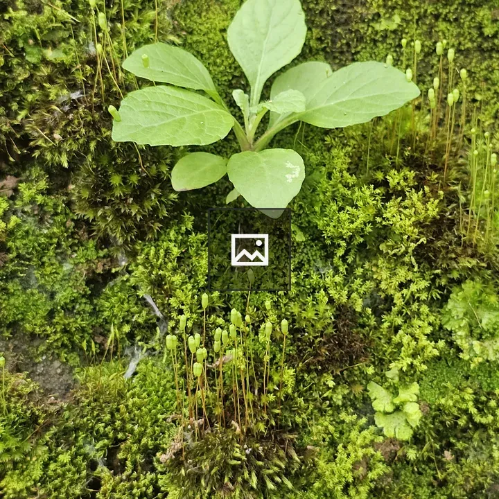 Tiny Plant on Mossy Wall