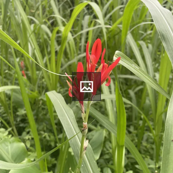 Red Flower in Green Grass