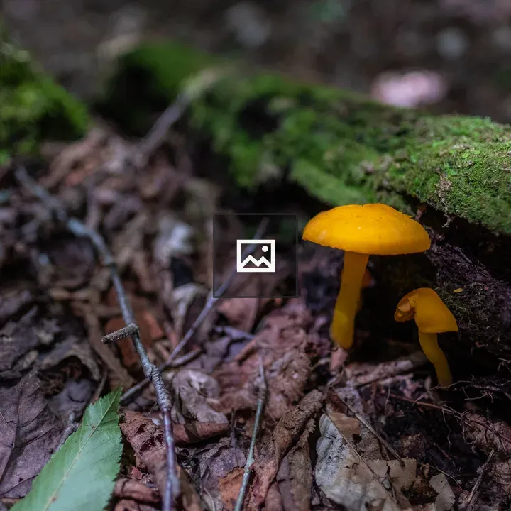 Mushrooms Under log in White Mountains