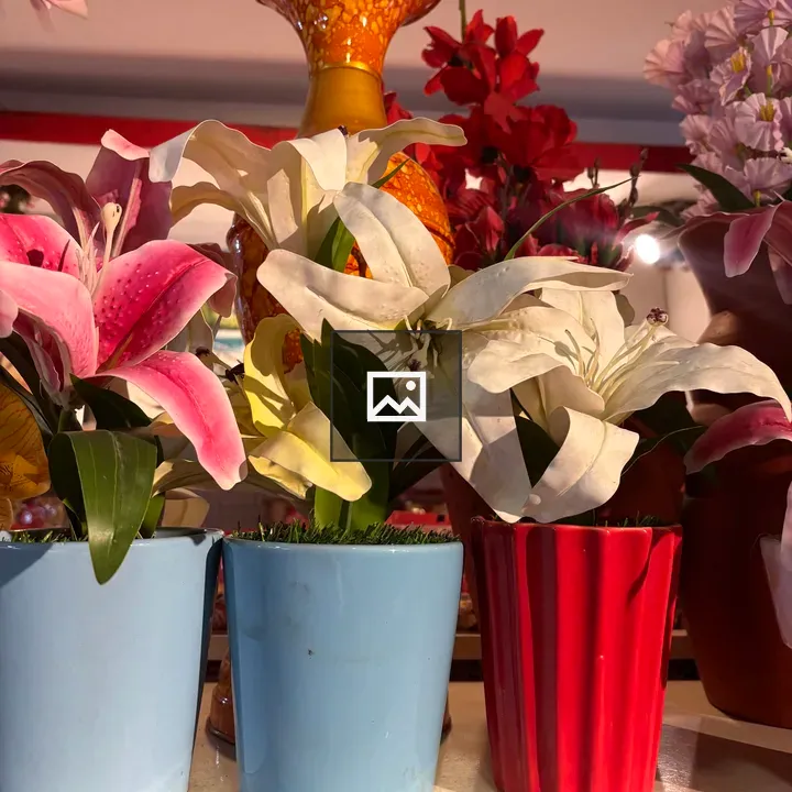 Three potted lilies in pots