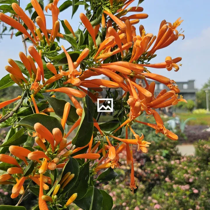Orange trumpet flowers on vine
