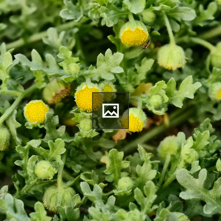 Yellow button flowers among green leaves