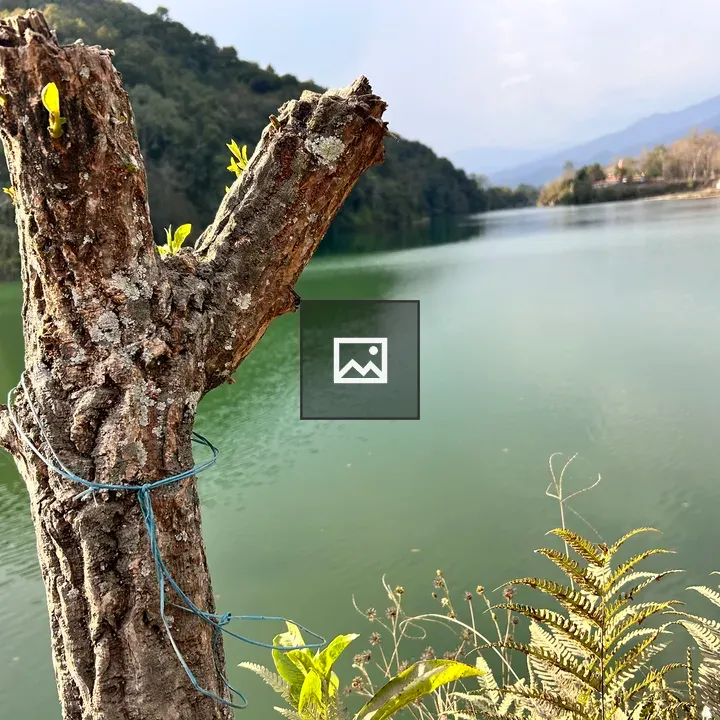 Tree cutting along lakeside