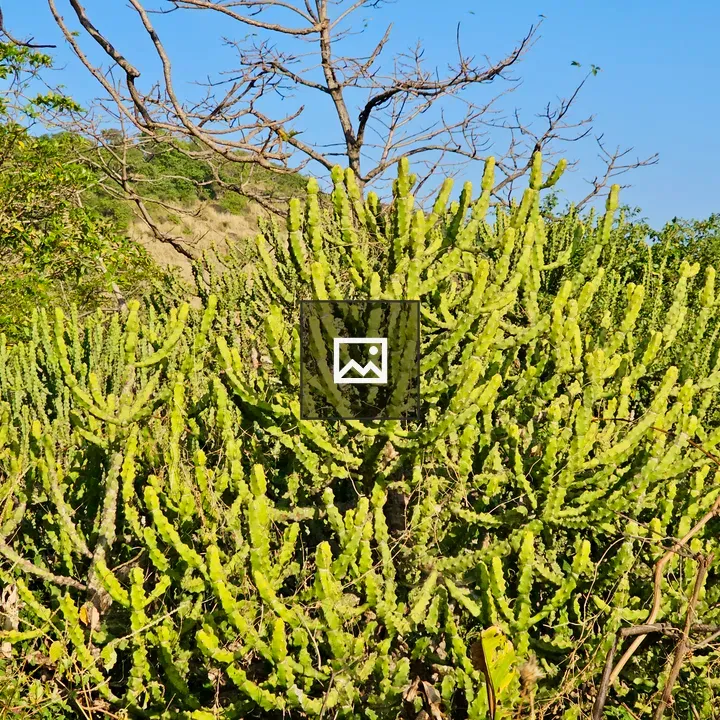 Bright green Euphorbia plant in sun