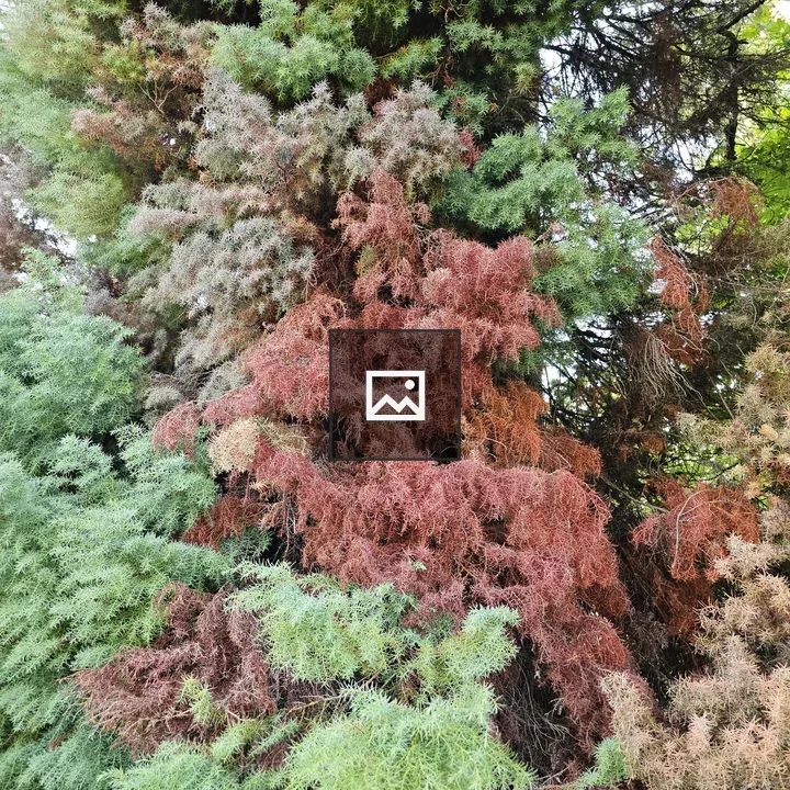Colorful tree foliage at Pittock Mansion