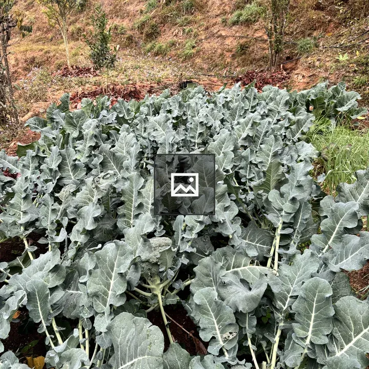 Broccoli Plants in Garden