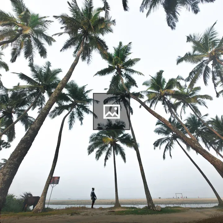 Person by palm trees on misty beach