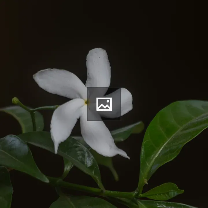 White small flower