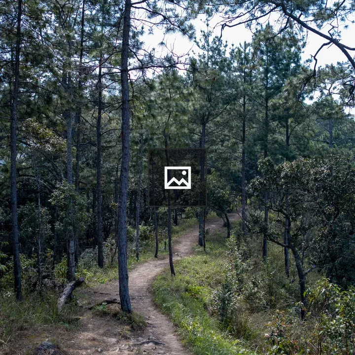 Hiking Trail in Chiang Mai