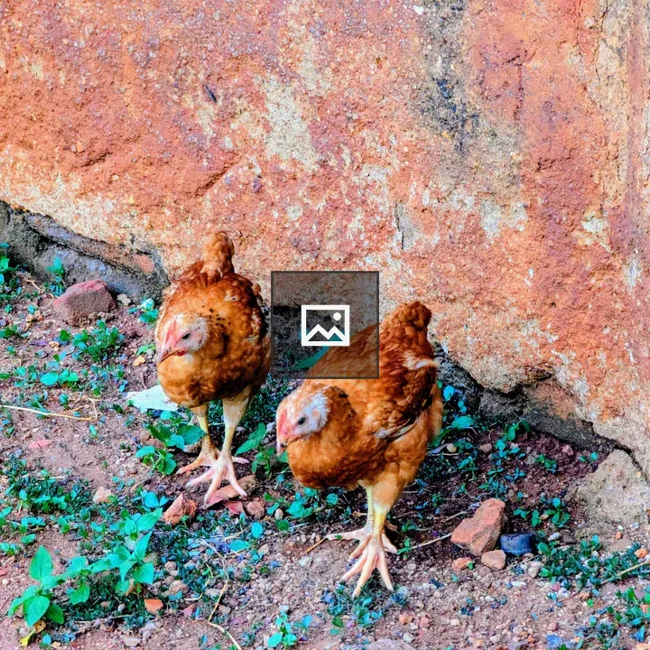 Two brown chickens in ground-pecking scene