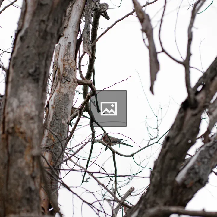 Birds in Trees Sky
