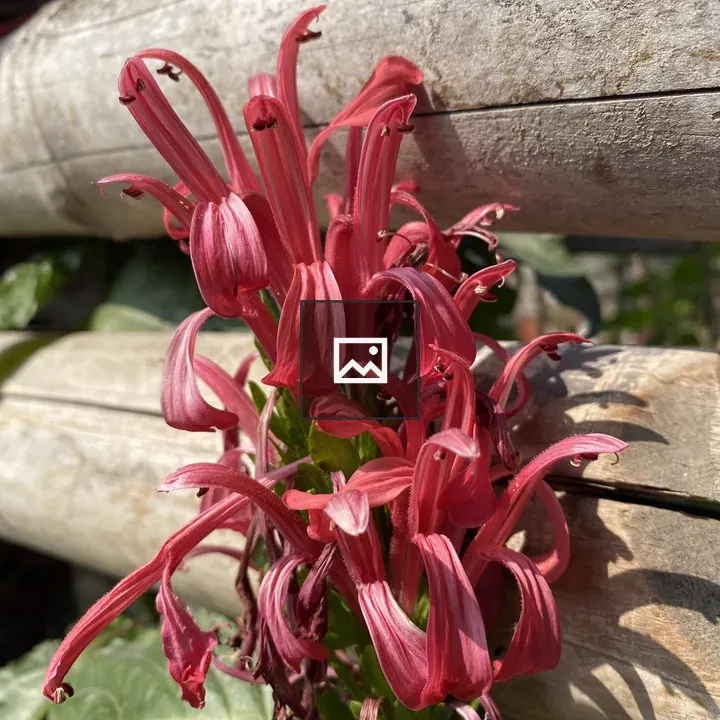 Vibrant red tubular flowers