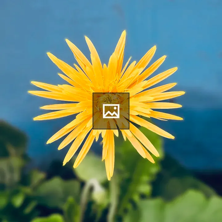 Gerbera Flower near Blue Wall