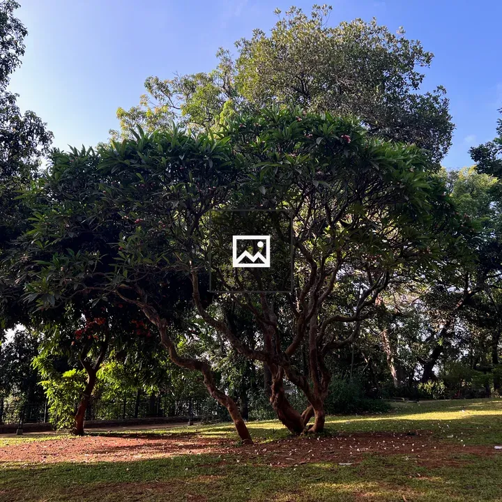 Frangipani Tree in Park