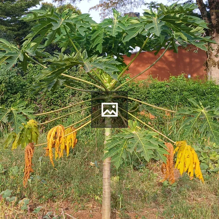 Pawpaw Plant with Yellow Leaves