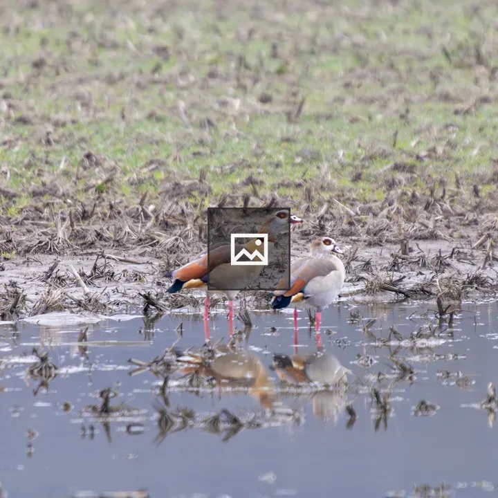 Egyptian geese on a flooded meadow
