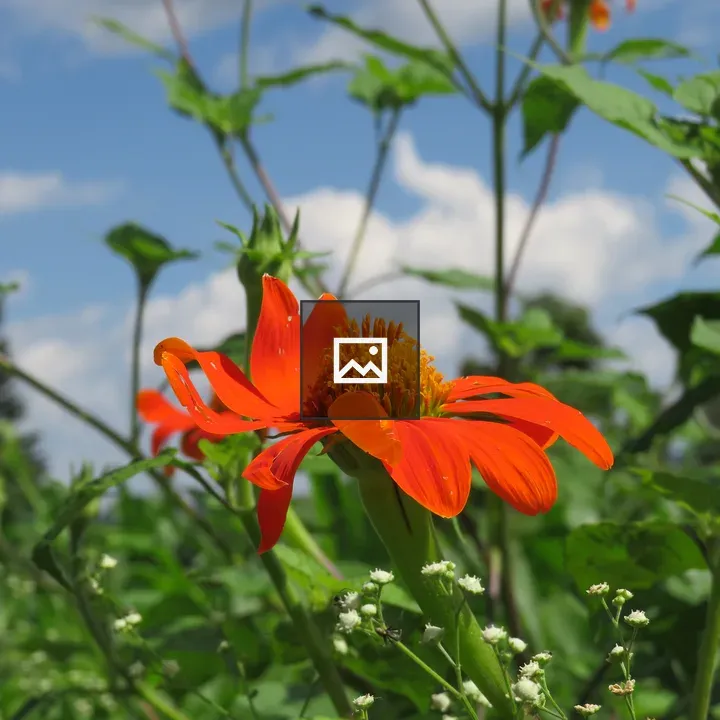 Orange flower with yellow-orange center