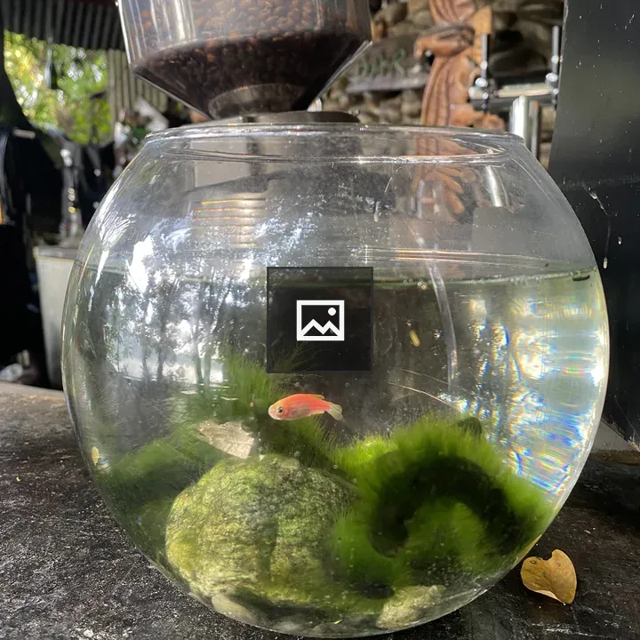 Glass fishbowl with red fish