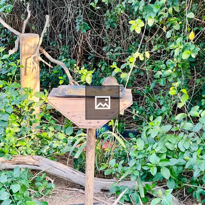 Rat eating bird seed
