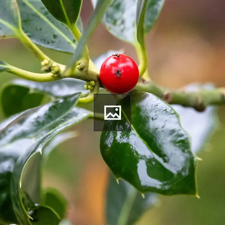 Holly Berry Close-Up