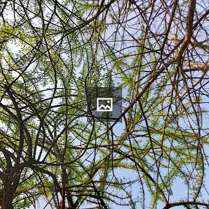 Leaves and branches of a tree
