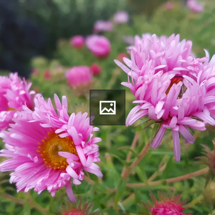 Daisies in Royal Roads University Garden