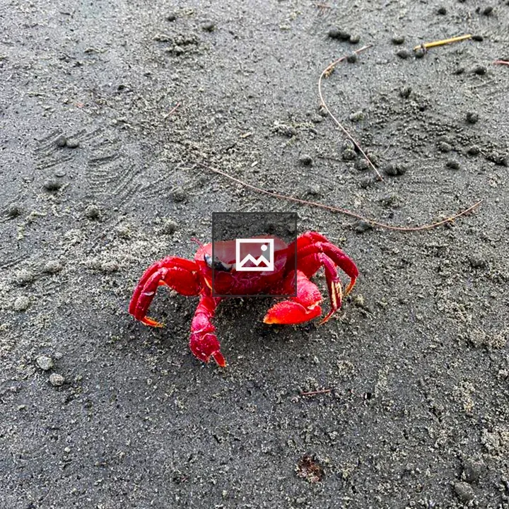 Red crab on wet sand