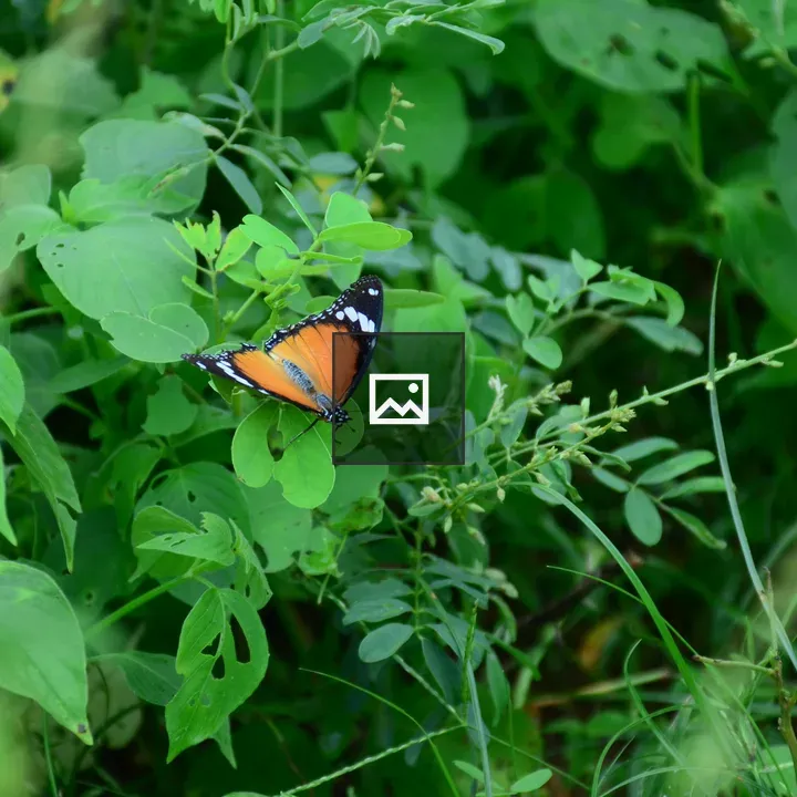 Butterfly on Grass