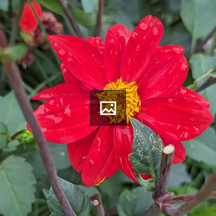 Red Flower with Rain Drops