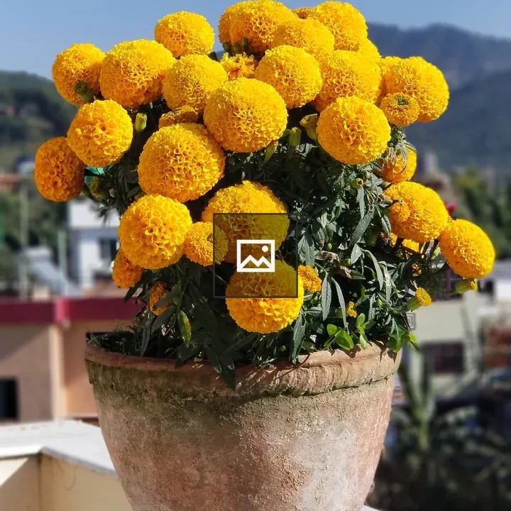 Marigold Blooms in Clay Pot